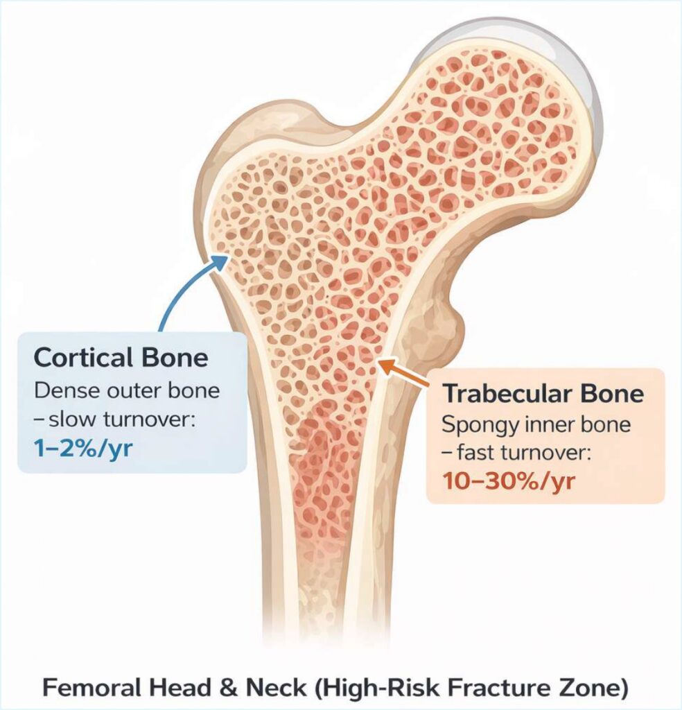 Cortical and Trabecular Bone – Echolight Bakersfield